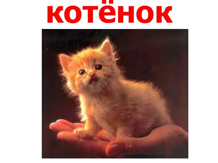 котёнок