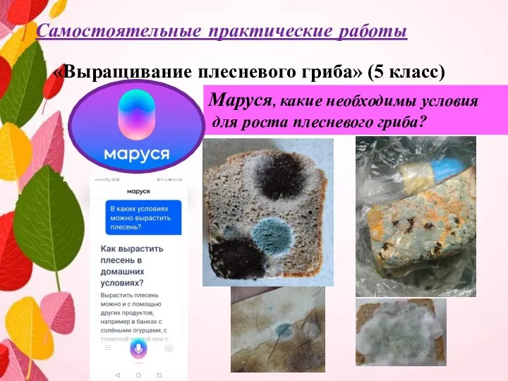 Самостоятельные практические работы «Выращивание плесневого гриба» (5 класс) Маруся, какие необходимы условия для роста плесневого гриба?