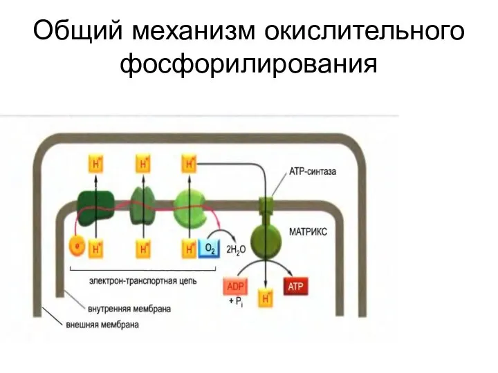 Общий механизм окислительного фосфорилирования