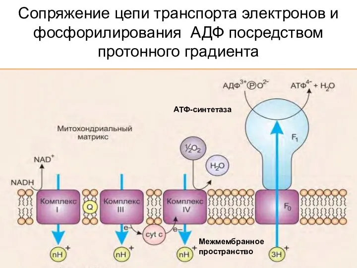 Сопряжение цепи транспорта электронов и фосфорилирования АДФ посредством протонного градиента АТФ-синтетаза Межмембранное пространство