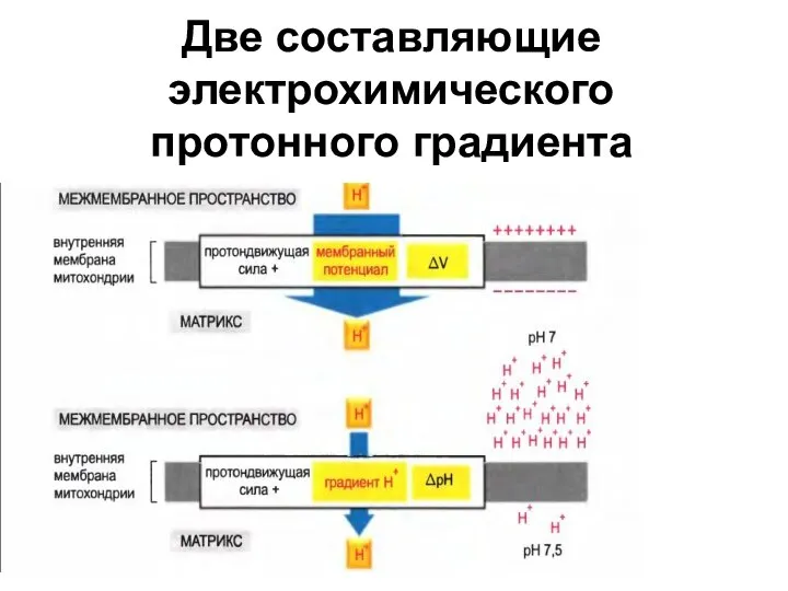 Две составляющие электрохимического протонного градиента