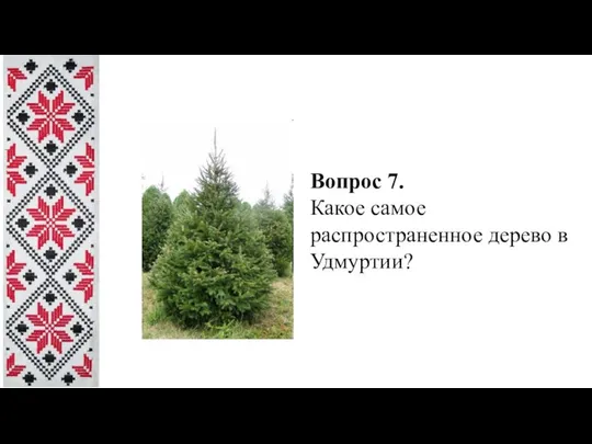 Вопрос 7. Какое самое распространенное дерево в Удмуртии?
