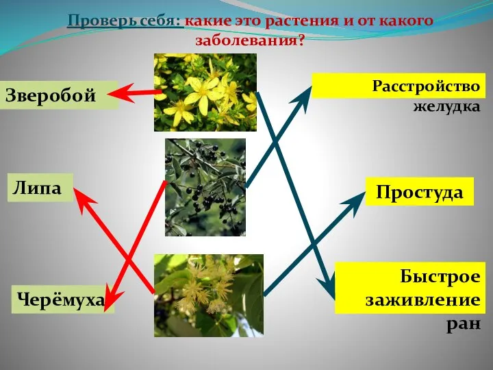 Проверь себя: какие это растения и от какого заболевания? Быстрое заживление ран