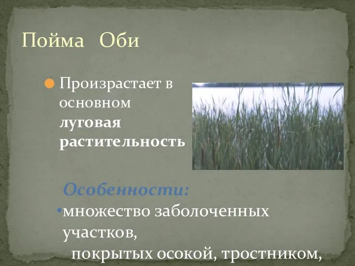 Пойма Оби Произрастает в основном луговая растительность Особенности: множество заболоченных участков, покрытых осокой, тростником, камышом, рогозом.