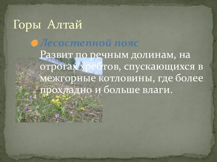 Горы Алтай Лесостепной пояс Развит по речным долинам, на отрогах хребтов, спускающихся