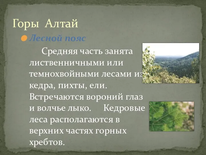 Горы Алтай Лесной пояс Средняя часть занята лиственничными или темнохвойными лесами из