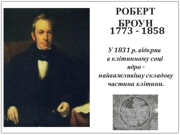 РОБЕРТ БРОУН 1773 - 1858 У 1831 р. відкрив в клітинному соці