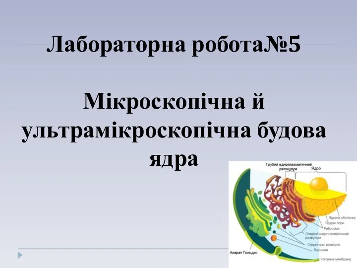 Лабораторна робота№5 Мікроскопічна й ультрамікроскопічна будова ядра