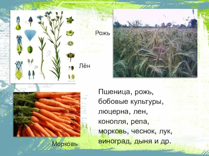 Рожь Лён Морковь Пшеница, рожь, бобовые культуры, люцерна, лен, конопля, репа, морковь,