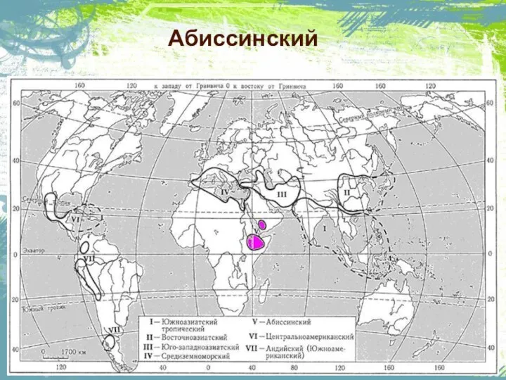 Абиссинский