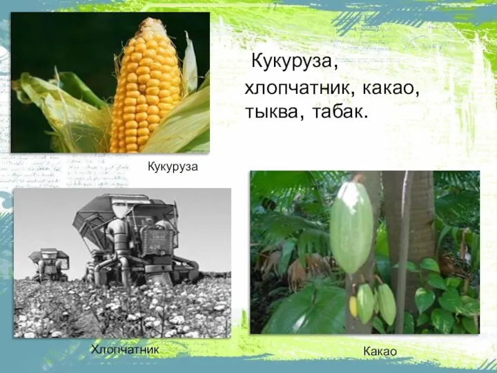 Какао Хлопчатник Кукуруза Кукуруза, хлопчатник, какао, тыква, табак.