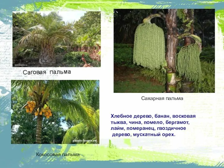 Саговая пальма Сахарная пальма Кокосовая пальма Хлебное дерево, банан, восковая тыква, чина,