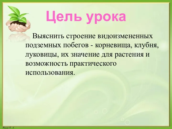 Цель урока Выяснить строение видоизмененных подземных побегов - корневища, клубня, луковицы, их