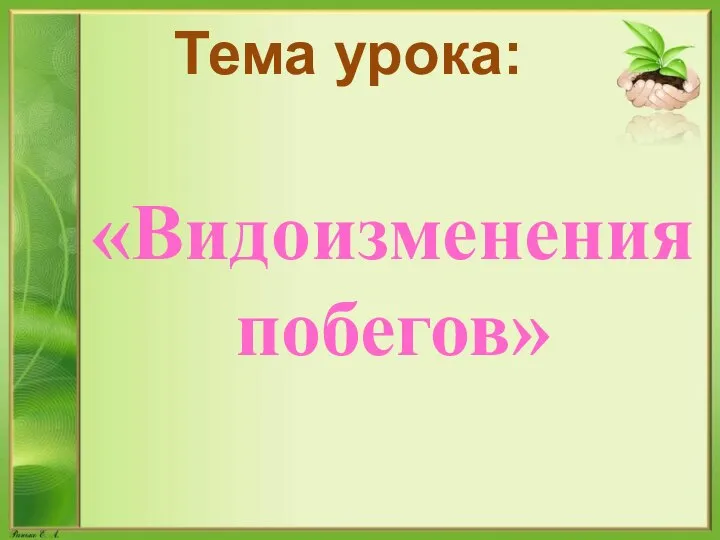 Тема урока: «Видоизменения побегов»