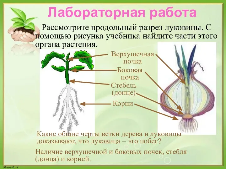 Лабораторная работа Рассмотрите продольный разрез луковицы. С помощью рисунка учебника найдите части