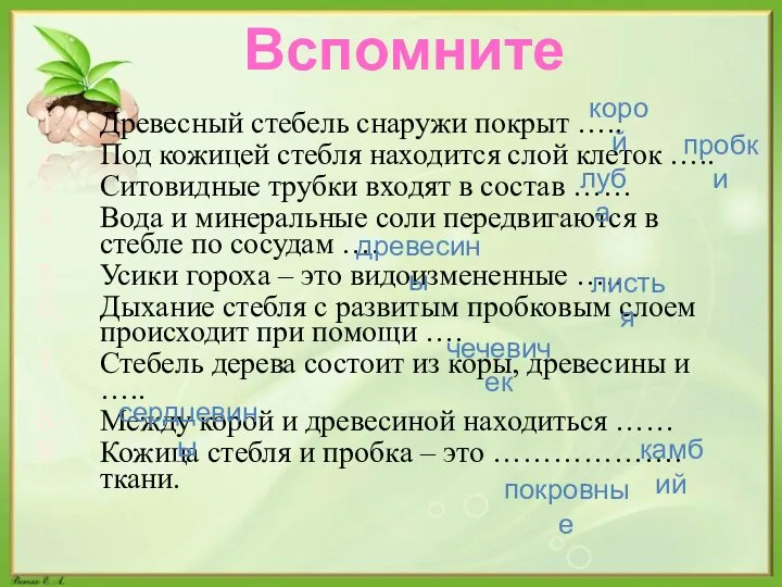 Вспомните Древесный стебель снаружи покрыт ….. Под кожицей стебля находится слой клеток