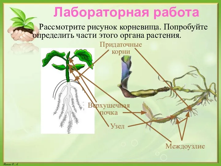 Лабораторная работа Рассмотрите рисунок корневища. Попробуйте определить части этого органа растения. Придаточные