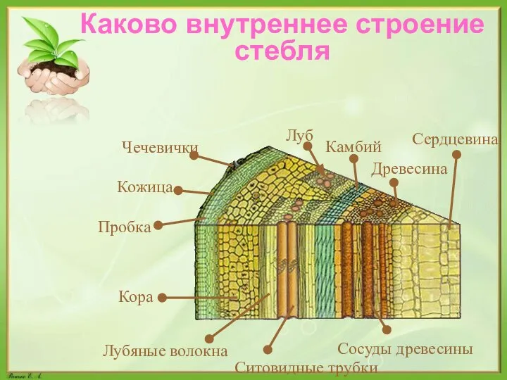 Каково внутреннее строение стебля Кожица Чечевички Пробка Луб Лубяные волокна Ситовидные трубки