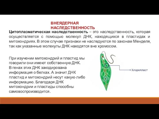 Цитоплазматическая наследственность – это наследственность, которая осуществляется с помощью молекул ДНК, находящихся