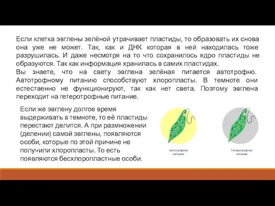 Если клетка эвглены зелёной утрачивает пластиды, то образовать их снова она уже