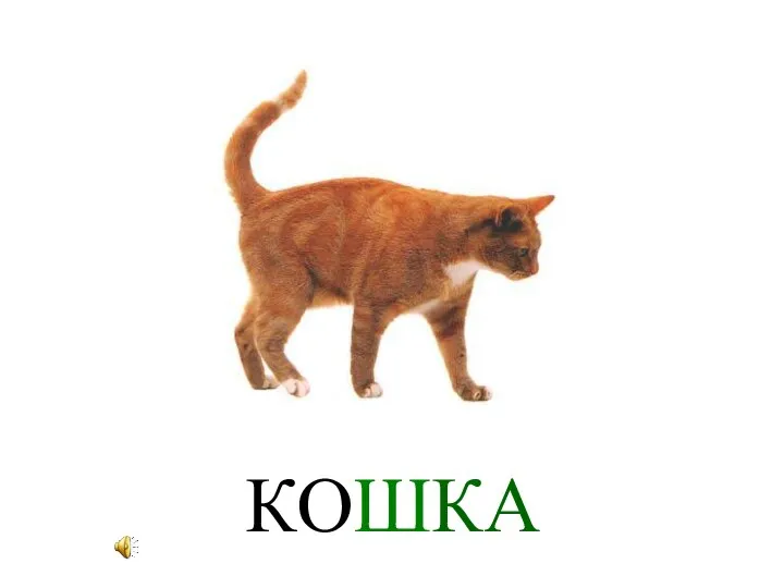 КОШКА