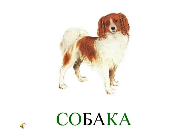 СОБАКА