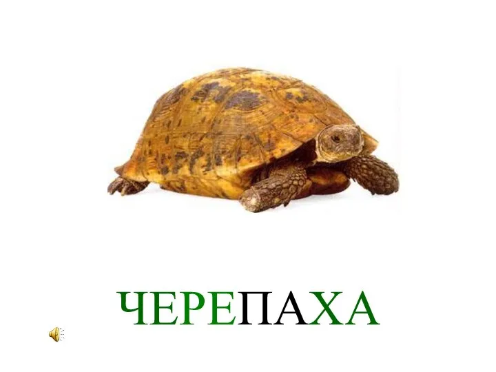 ЧЕРЕПАХА