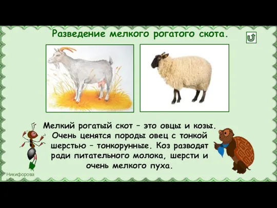 Разведение мелкого рогатого скота. Мелкий рогатый скот – это овцы и козы.