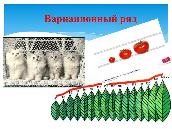 Вариационный ряд