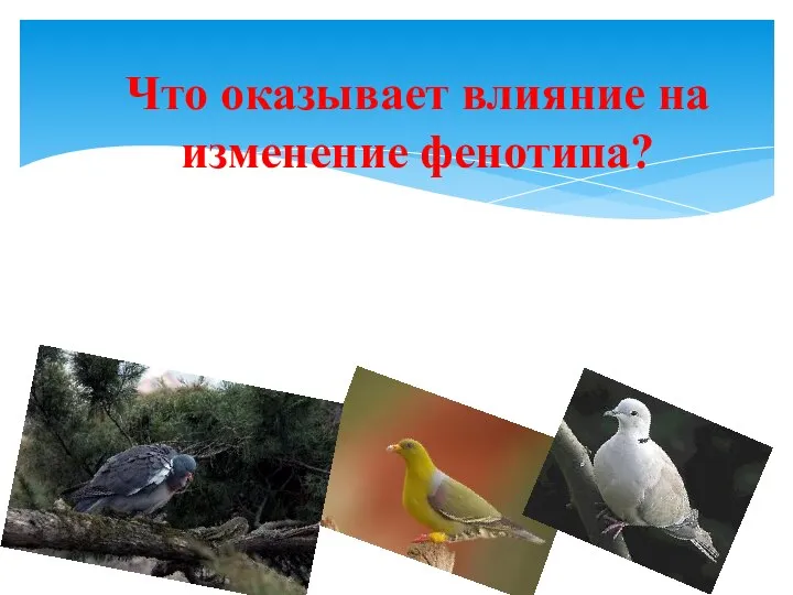 Что оказывает влияние на изменение фенотипа?