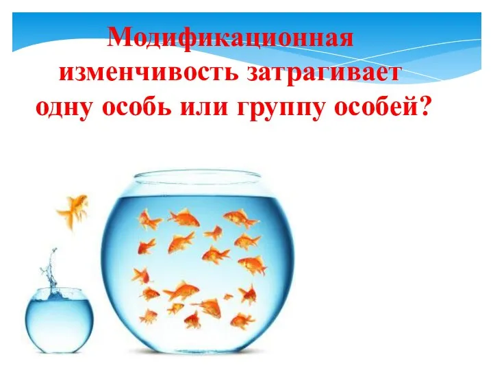 Модификационная изменчивость затрагивает одну особь или группу особей?