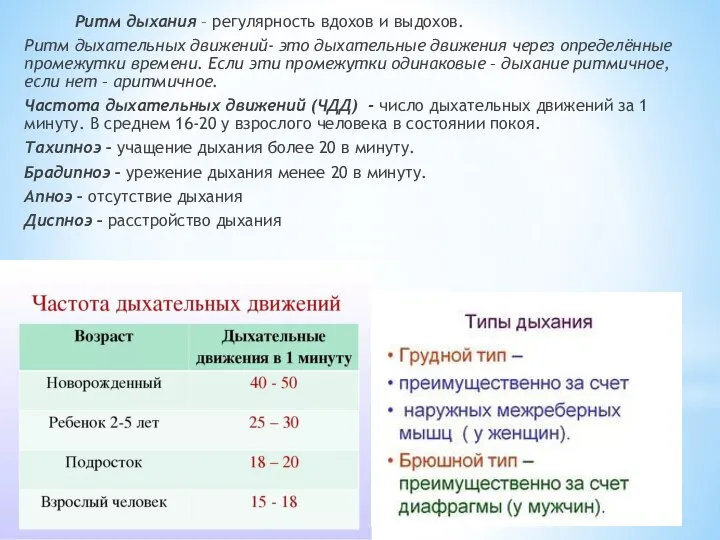 Ритм дыхания – регулярность вдохов и выдохов. Ритм дыхательных движений- это дыхательные