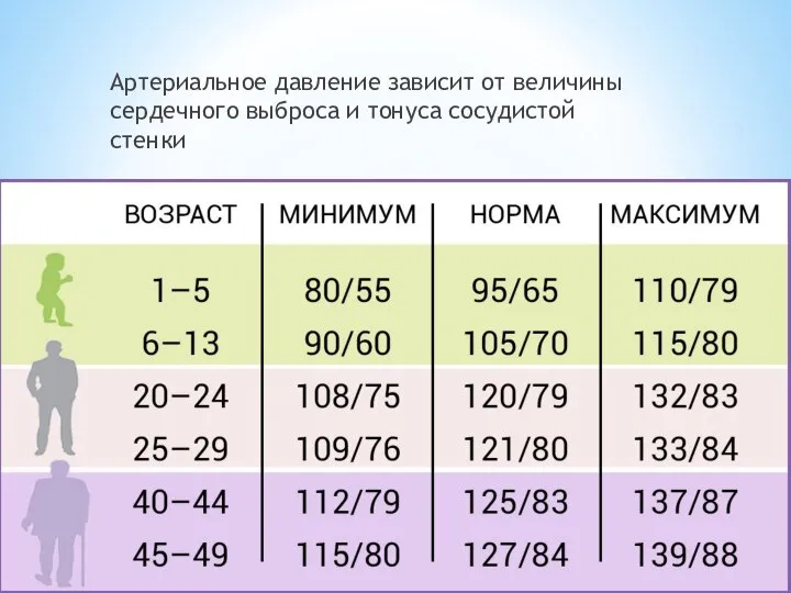 Артериальное давление зависит от величины сердечного выброса и тонуса сосудистой стенки