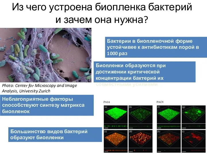 Из чего устроена биопленка бактерий и зачем она нужна? Photo: Center for