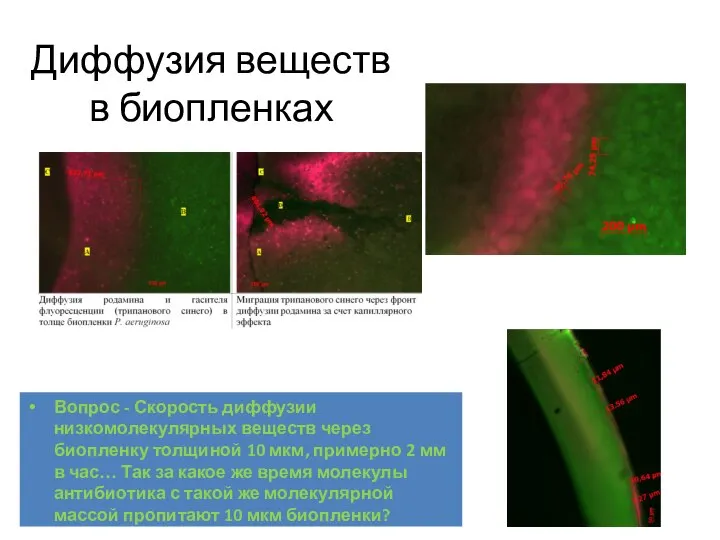 Диффузия веществ в биопленках Вопрос - Скорость диффузии низкомолекулярных веществ через биопленку