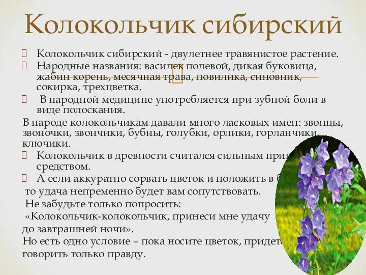 Колокольчик сибирский - двулетнее травянистое растение. Народные названия: василек полевой, дикая буковица,