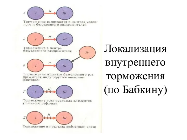 Локализация внутреннего торможения (по Бабкину)