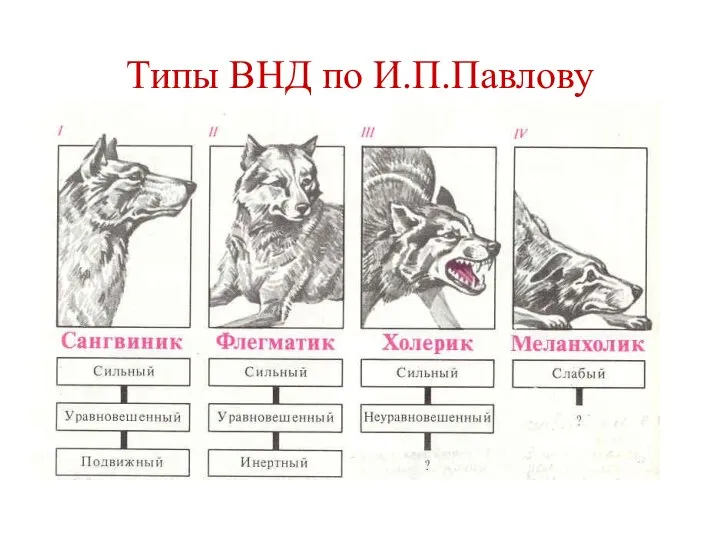 Типы ВНД по И.П.Павлову