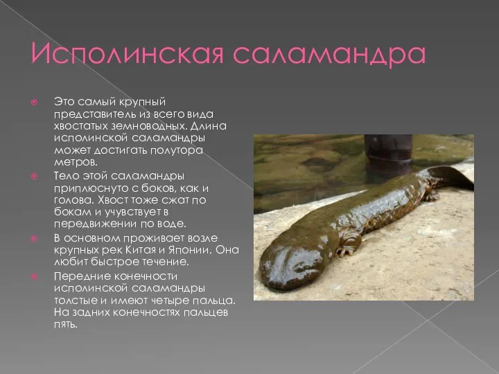 Исполинская саламандра Это самый крупный представитель из всего вида хвостатых земноводных. Длина