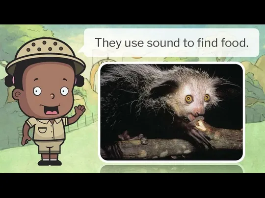 They use sound to find food.