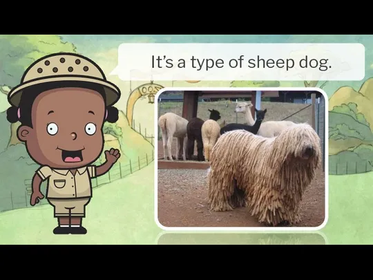 It’s a type of sheep dog.