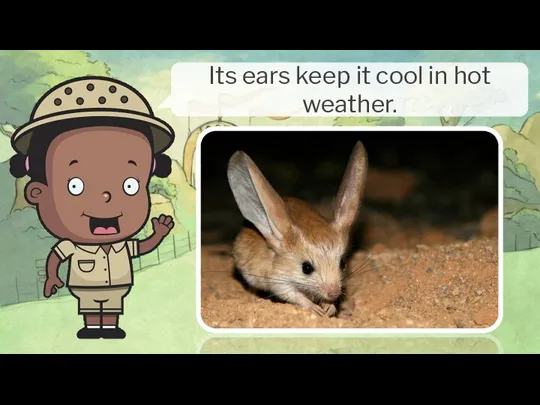 Its ears keep it cool in hot weather.