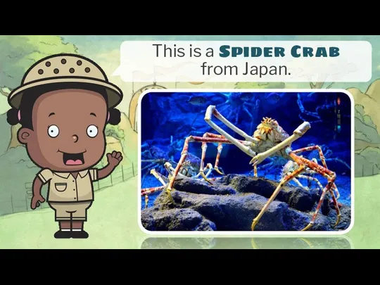 This is a Spider Crab from Japan.
