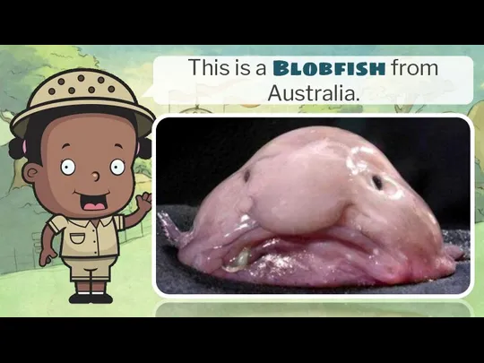 This is a Blobfish from Australia.