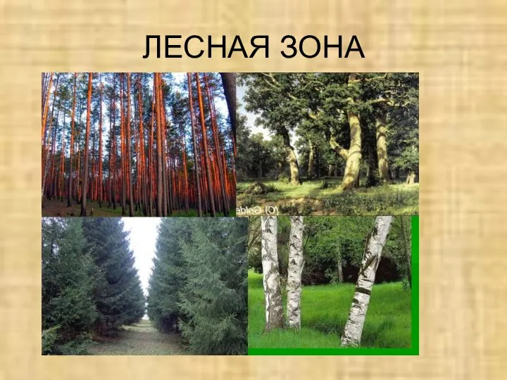 ЛЕСНАЯ ЗОНА