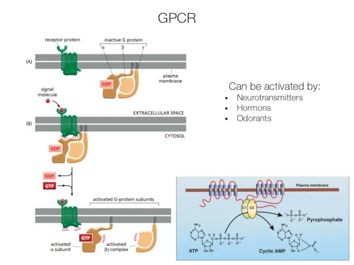 GPCR Can be activated by: Neurotransmitters Hormons Odorants