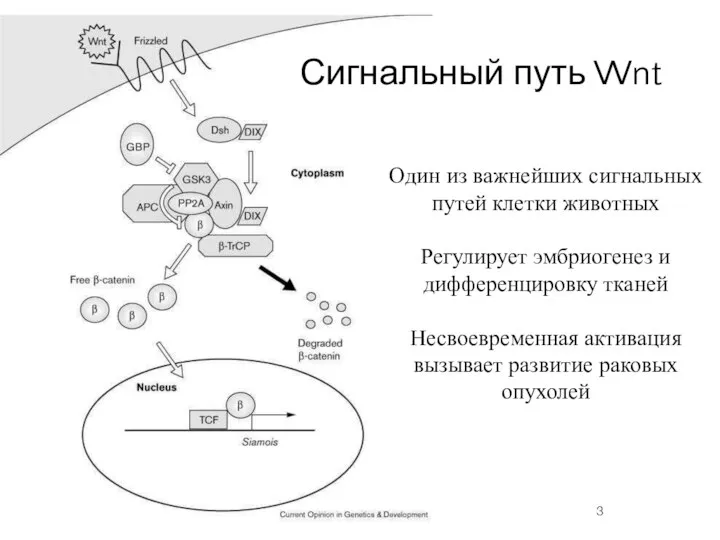 Сигнальный путь Wnt Один из важнейших сигнальных путей клетки животных Регулирует эмбриогенез