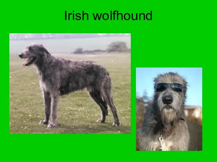 Irish wolfhound