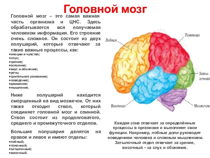 Головной мозг Головной мозг – это самая важная часть организма и ЦНС.