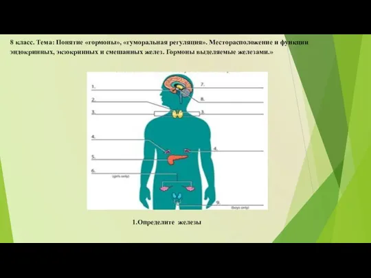 8 класс. Тема: Понятие «гормоны», «гуморальная регуляция». Месторасположение и функции эндокринных, экзокринных